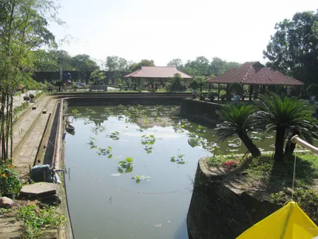 Không gian trưng bày cây kiểng ở vườn cơ hạ. Ảnh: Phan Lê