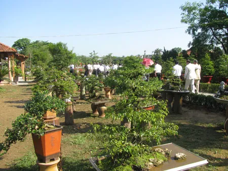 Cây Kiểng trưng bày tại Vườn Cơ Hạ. Ảnh: Phan Lê