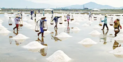 Rộn ràng trên ruộng muối.