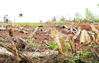 Vườn quốc gia Mũi Cà Mau - Máu rừng đước vẫn âm ỉ chảy