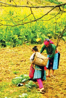 Cánh đồng hoa (Lũng Cú, Đồng Văn, Hà Giang).
