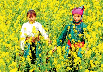 Hai mẹ con trong vườn cải hoa vàng (bản Lũng Cú, huyện Đồng Văn, tỉnh Hà Giang).