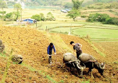 Vụ gieo trồng mới ở khu vực thác Bản Giốc (huyện Trùng Khánh, tỉnh Cao Bằng).