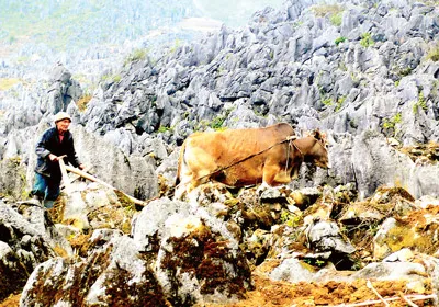 Ở Lũng Táo (huyện Đồng Văn, tỉnh Hà Giang), người dân cày xới trên những “cánh đồng đá”.