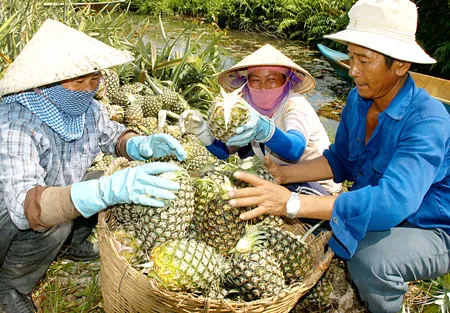 Trái cây Nam bộ nhiều lợi thế, lắm rắc rối