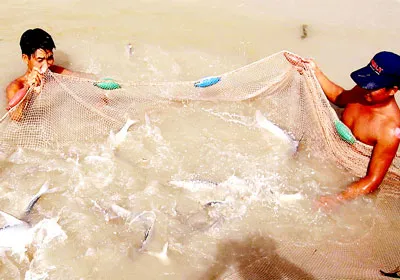 Kiểm tra đàn cá cóc bố mẹ ở Trung tâm Giống thủy sản nước ngọt Nam bộ.