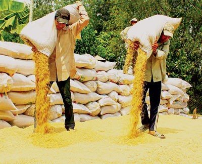 Farmers dry rice under the sun in the Mekong Delta (Photo: SGGP)