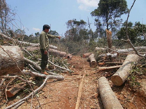 Thousands hectares of forests in Dak Lak Province have been devastated (Photo: Dantri)
