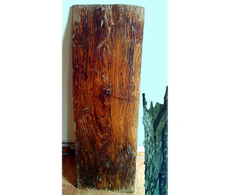 This Sua trunk is worth billions of dong (Photo: Tuoi Tre)