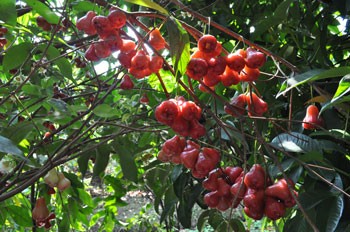 Fruits will be offered at a 20-40 per cent discount during the festival. (Photo:KK)