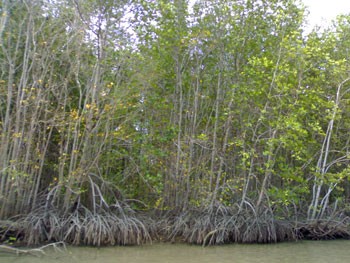 Can Gio Biosphere Reserve (Photo:KK)