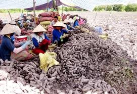 Farmers harvest Japanese sweet potatoes. (Photo: SGGP)