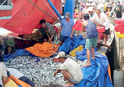 Fishermen with their bumper harvest of horse mackerel at Thuan An fishing port in Thua Thien-Hue Province (Photo: SGGP)