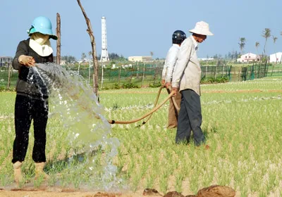 Hành, tỏi là cây chủ lực chính trên đảo Lý Sơn.