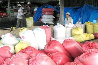 Nhiều lò sấy vẫn chưa đáp ứng nhu cầu sấy lúa của nông dân.