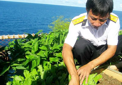 Bộ đội Trường Sa trồng rau trên đảo. Ảnh: T.M.T.