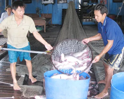 Bấp bênh giá cá tra