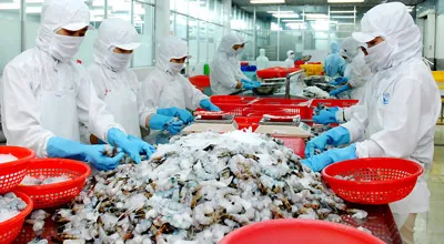Nhiều doanh nghiệp thủy sản nằm trong nhóm được gia hạn thời gian nộp thuế VAT. Ảnh: CAO THĂNG