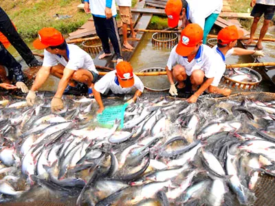 “Bẻ kèo” trong sản xuất - tiêu thụ nông sản ở ĐBSCL - Nông dân, doanh nghiệp  “tố” nhau
