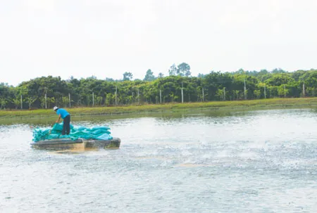 Vùng nguyên liệu tại Bến Tre