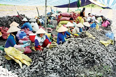 Buôn bán khoai lang giữa lái địa phương và lái Trung Quốc bằng nói miệng không có hợp đồng nên dễ mất tiền