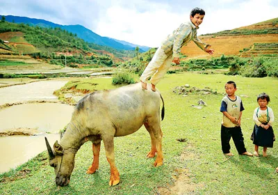 Vui đùa trên lưng trâu ở Mù Căng Chải (Lào Cai).