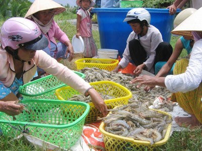 Shrimp breeders are not interested in agriculture insurance (Photo: SGGP)