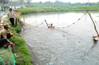 Thiếu mạng lưới dạy nghề cho nông dân