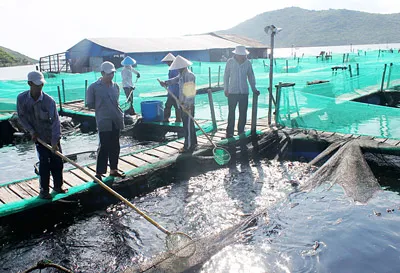 Khánh Hòa: Xử phạt 7 người Trung Quốc 82 triệu đồng