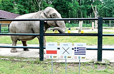 “Nhà tiên tri” Citta đang hành nghề trước trận Ba Lan - Hy Lạp.