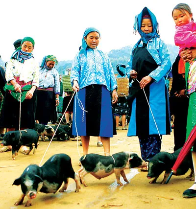 Bán heo giống tại chợ Lũng Phìn.