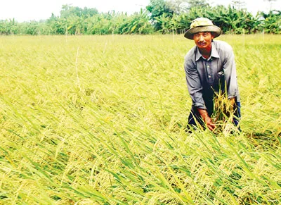 Cánh đồng lúa tại KCN Sông Hậu.