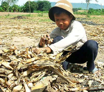 Em Trần Cao Tuấn (học sinh lớp 3) ở xã Chư A Thai (huyện Phú Thiện, tỉnh Gia Lai) giúp bố mẹ nhặt tách vỏ những quả bắp khô.