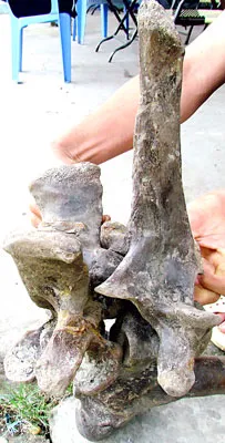 Cà Mau: Phát hiện bộ xương lạ