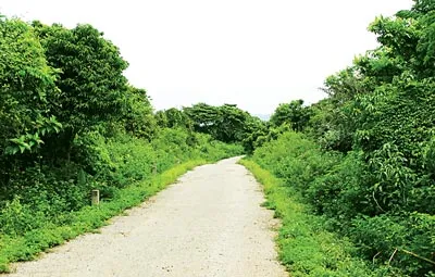 Tuyến đường vòng quanh đảo dài hơn 5 cây số hai bên là màu xanh của những cánh rừng với nhiều hệ thực, động vật quý của Khu bảo tồn sinh vật biển đảo Cồn Cỏ.