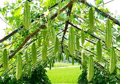 Yêu cầu sản phẩm nông sản sạch