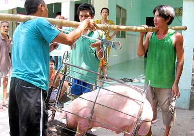 Fall in pork prices has caused huge losses for farmers (Photo: SGGP)