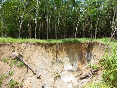 Illegal dredging of sand has caused landslides along the edge of a rubber plantation in Long Thanh District of Dong Nai Province (Photo: SGGP)