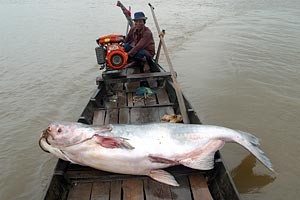 The giant ‘Pangasianodon Gigas’ catfish caught by a fisherman in An Giang Province
