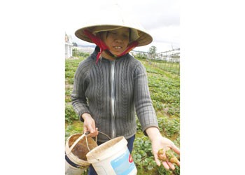Disease has destroyed strawberry crops in Da Lat City. (Photo: Sggp)