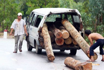 Illegal timber being transported in the central province of Quang Nam (Photo: SGGP)