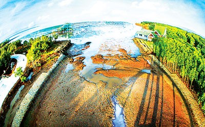 Once mangrove forests are destroyed, Ca Mau Province in the southern tip of Vietnam will be seriously threatened (Photo: SGGP)