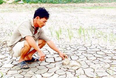 A farmer surveys his parched rice field in Ngu Hanh Son District in Da Nang City (Photo: SGGP)