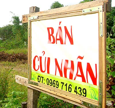 Dễ dàng bắt gặp những tấm bảng rao bán củi nhãn ở giồng nhãn Bạc Liêu. Ảnh: Song Hỷ