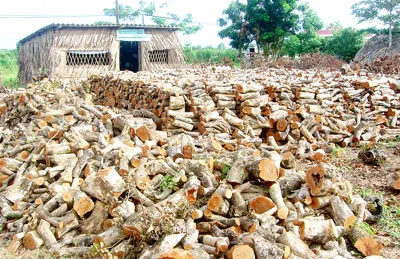 Ngậm ngùi nhãn cổ Bạc Liêu