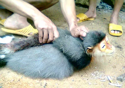 Một con voọc bị giết dã man