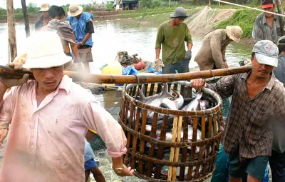“Liên kết 4 nhà” vẫn chưa phát huy hiệu quả khiến người dân nuôi cá tra tại tỉnh An Giang còn gặp nhiều khó khăn trong khâu tiêu thụ. Ảnh: CAO THĂNG