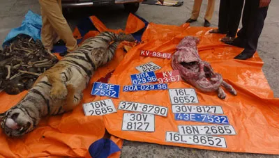 Bắt giữ xe chở 2 con hổ đã chết