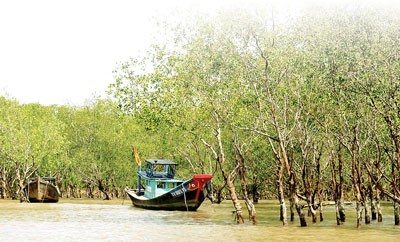 A mangrove apple grove at the mouth of a river in Tra Vinh Province (Photo: SGGP)