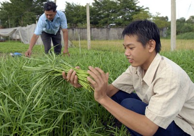 Vegetables grown under Viet Gap standards at the Phuoc An Cooperative in Binh Chanh District of HCMC (Photo: SGGP)